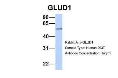 Western Blot: Glutamate Dehydrogenase Antibody [NBP1-54962]