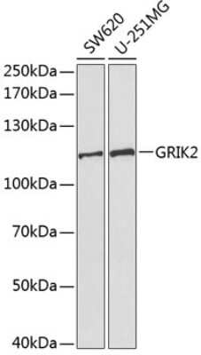 Western Blot: Glutamate Receptor 6 AntibodyBSA Free [NBP3-03667]