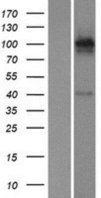 Western Blot: KA1/GRIK4/Glutamate Receptor KA1 Overexpression Lysate [NBP2-10312]