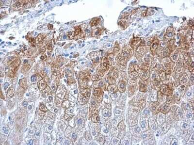 Immunohistochemistry-Paraffin: Glutamine Synthetase Antibody (1055) [NBP2-43646]