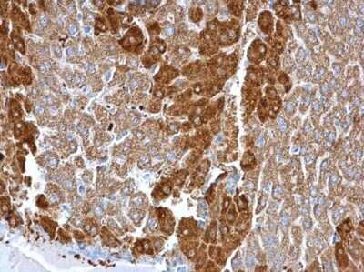Immunohistochemistry-Paraffin: Glutamine Synthetase Antibody (1055) [NBP2-43646]