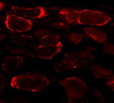 Immunocytochemistry/ Immunofluorescence: Glutamine Synthetase Antibody [NB110-41404]