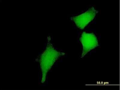 Immunocytochemistry/ Immunofluorescence: Glutaredoxin 2 Antibody [H00051022-B01P]