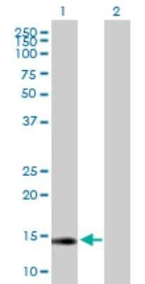 Western Blot: Glutaredoxin 2 Antibody [H00051022-B02P]