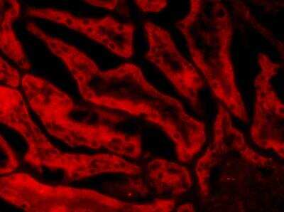 Immunohistochemistry-Frozen: Glutathione Peroxidase 1/GPX1 Antibody [NB100-40805]