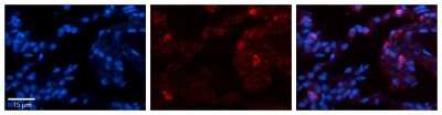 Immunohistochemistry-Paraffin: Glutathione Peroxidase 3/GPX3 Antibody [NBP2-82233]