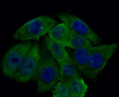 Immunocytochemistry/ Immunofluorescence: Glutathione Peroxidase 4/GPX4 Antibody [NBP2-76933]