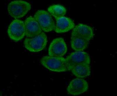 Immunocytochemistry/ Immunofluorescence: Glutathione Peroxidase 4/GPX4 Antibody [NBP2-76933]