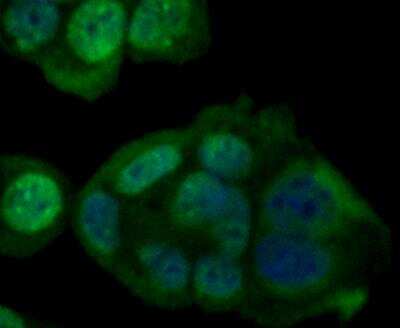Immunocytochemistry/ Immunofluorescence: Glutathione Peroxidase 4/GPX4 Antibody [NBP2-76933]