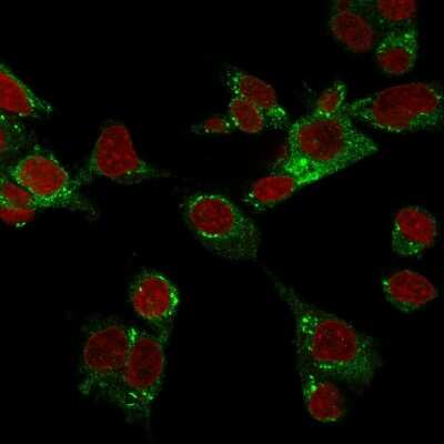 Immunocytochemistry/ Immunofluorescence: Glutathione Peroxidase 4/GPX4 Antibody (LHM 2) - Azide and BSA Free [NBP3-08253]