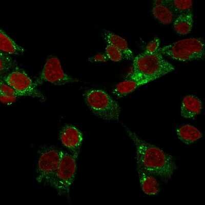 Immunocytochemistry/ Immunofluorescence: Glutathione Peroxidase 4/GPX4 Antibody (LHM 2) [NBP3-07344]