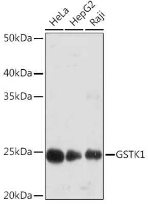 Western Blot: Glutathione S Transferase kappa 1 Antibody (7J5B3) [NBP3-16857]