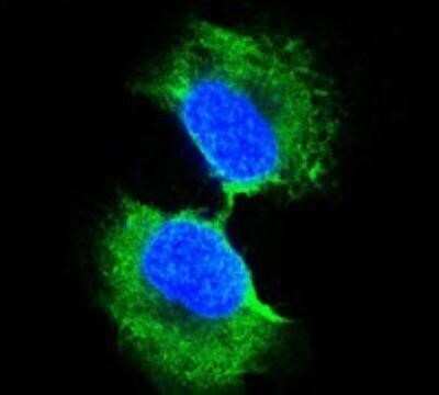 Immunocytochemistry/ Immunofluorescence: Glutathione S-Transferase pi 1/GSTP1 Antibody (3F2C2) - BSA Free [NB110-60512]