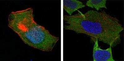 Immunocytochemistry/ Immunofluorescence: Glutathione S-Transferase pi 1/GSTP1 Antibody (3F2C2) - BSA Free [NB110-60512]
