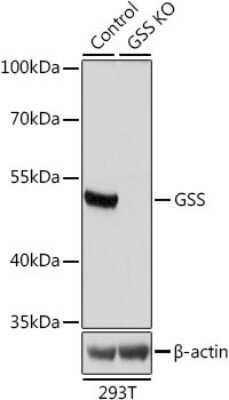 Knockout Validated: Glutathione Synthetase Antibody - Azide and BSA Free [NBP3-03702]
