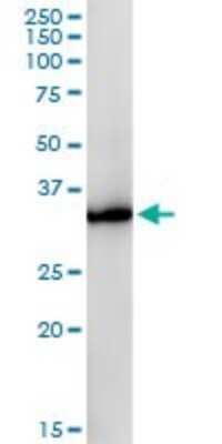Western Blot: Glycerol 3 Phosphate Dehydrogenase Antibody (3C10-1C4) [H00002819-M01]