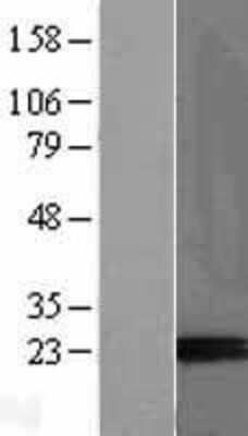 Western Blot: PP14/Glycodelin Overexpression Lysate [NBL1-14063]