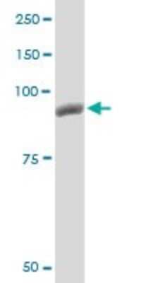 Western Blot: Glycogen phosphorylase, muscle form Antibody (2C4) [H00005837-M10]