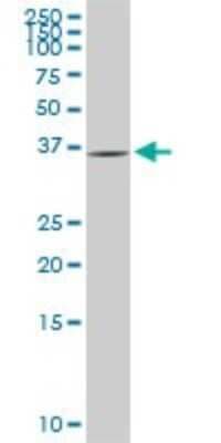Western Blot: Glycogenin 1 Antibody (2C10) [H00002992-M08]