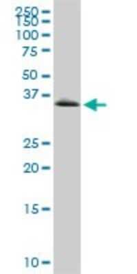 Western Blot: Glycogenin 1 Antibody (3B5) [H00002992-M07]