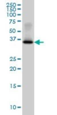 Western Blot: Glycogenin 1 Antibody (3B5) [H00002992-M07]