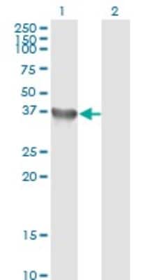 Western Blot: Glycogenin 1 Antibody (3B5) [H00002992-M07]