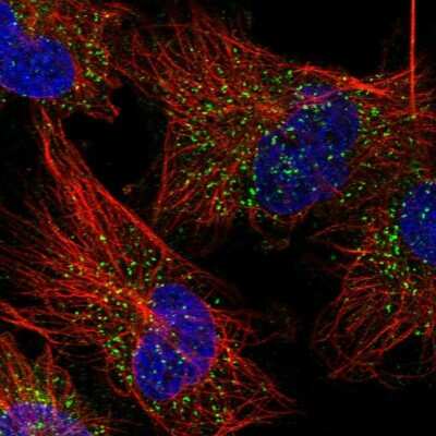 Immunocytochemistry/ Immunofluorescence: Glycogenin 1 Antibody [NBP1-89723]