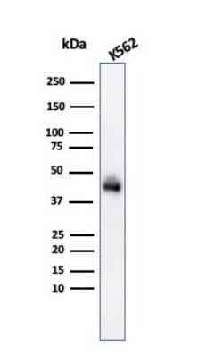 Western Blot: Glycophorin A Antibody (GYPA/280)Azide and BSA Free [NBP2-47718]