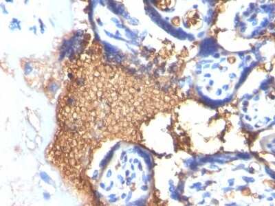 Immunohistochemistry-Paraffin: Glycophorin A Antibody (GYPA/280) [NBP2-45023]