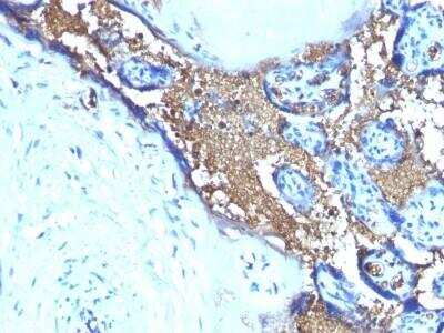 Immunohistochemistry-Paraffin: Glycophorin A Antibody (SPM599) - Azide and BSA Free [NBP2-47719]