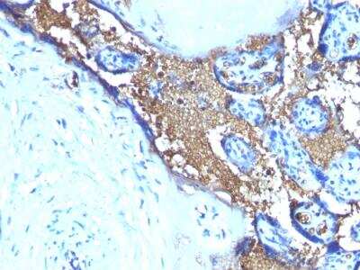 Immunohistochemistry-Paraffin: Glycophorin A Antibody (SPM599) - IHC-Prediluted [NBP2-48395]