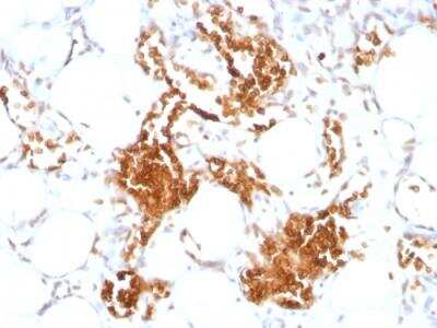 Immunohistochemistry-Paraffin: Glycophorin A Antibody (SPM599) - IHC-Prediluted [NBP2-48395]