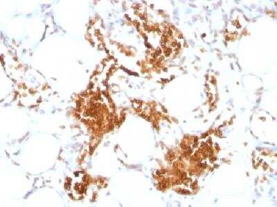 Immunohistochemistry-Paraffin: Glycophorin A Antibody (SPM599) [NBP2-45024]