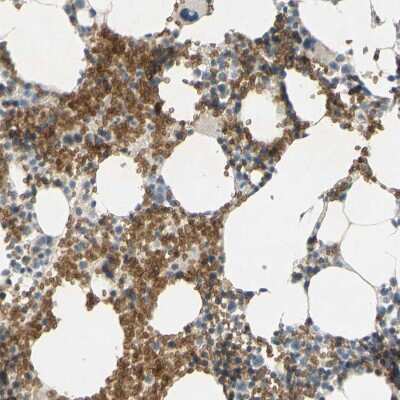 Immunohistochemistry-Paraffin: Glycophorin C Antibody [NBP1-84597]