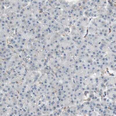 Immunohistochemistry-Paraffin: Glycophorin C Antibody [NBP1-84597]
