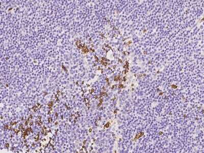 Immunohistochemistry-Paraffin: Glycophorin C Antibody [NBP2-97086]