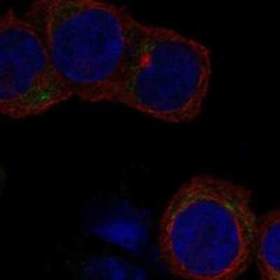 Immunocytochemistry/ Immunofluorescence: Glycoprotein V/CD42d Antibody [NBP3-17857]