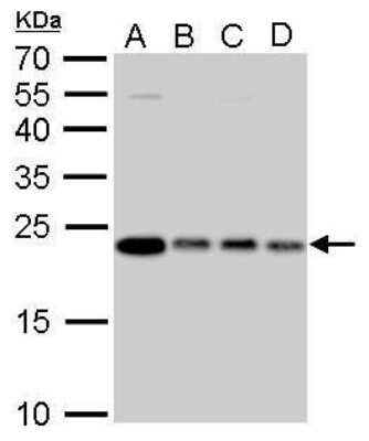 Western Blot: Glyoxalase I Antibody (266) [NBP2-43618]