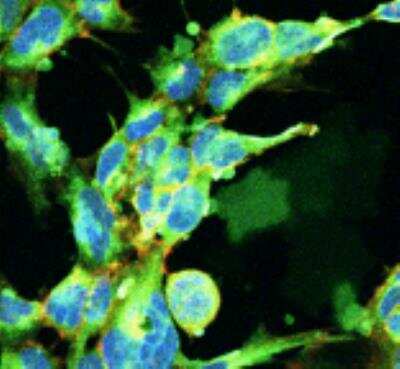 Immunocytochemistry/ Immunofluorescence: Glyoxalase I Antibody (9F11) [NBP2-59369]