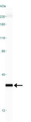 Simple Western: Glyoxalase I Antibody (Glo1a)Azide and BSA Free [NBP2-80755]