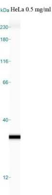 Simple Western: Glyoxalase I Antibody (Glo1a) [NBP1-19015]