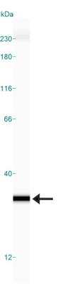 Simple Western: Glyoxalase I Antibody (Glo1a) [NBP1-19015]