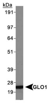 Western Blot: Glyoxalase I Antibody (Glo1a) [NBP1-19015]