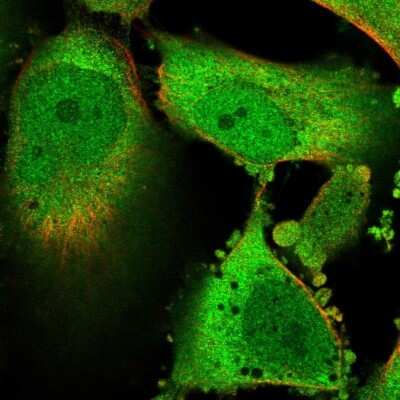 Immunocytochemistry/ Immunofluorescence: Glyoxalase I Antibody [NBP2-56695]