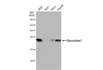 Western Blot: Glyoxalase I Antibody [NBP1-31466]