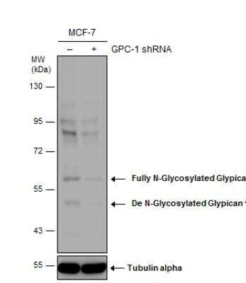 Western Blot: Glypican 1 Antibody [NBP1-33197]