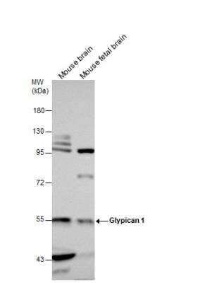 Western Blot: Glypican 1 Antibody [NBP1-33197]