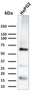 Western Blot: Glypican 3 Antibody (1G12) [NBP2-44484]