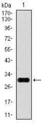 Western Blot: Glypican 3 Antibody (9C2)BSA Free [NBP2-37483]
