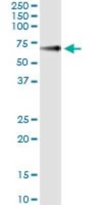 Immunoprecipitation: Glypican 5 Antibody (1B8) [H00002262-M02]